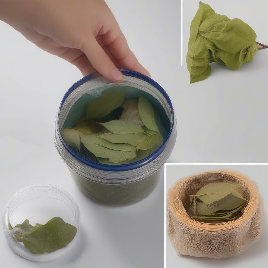 Cách bảo quản cây màn màn