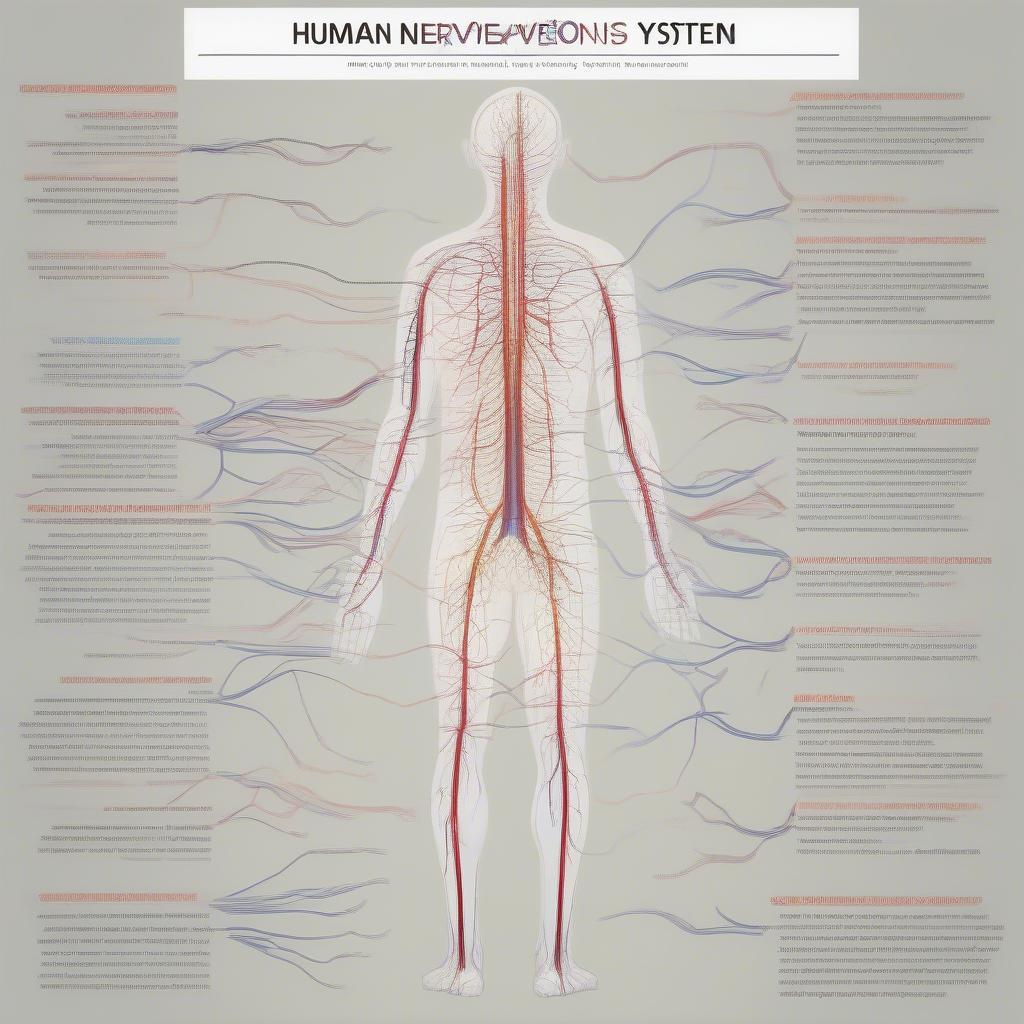 The nervous system and its role